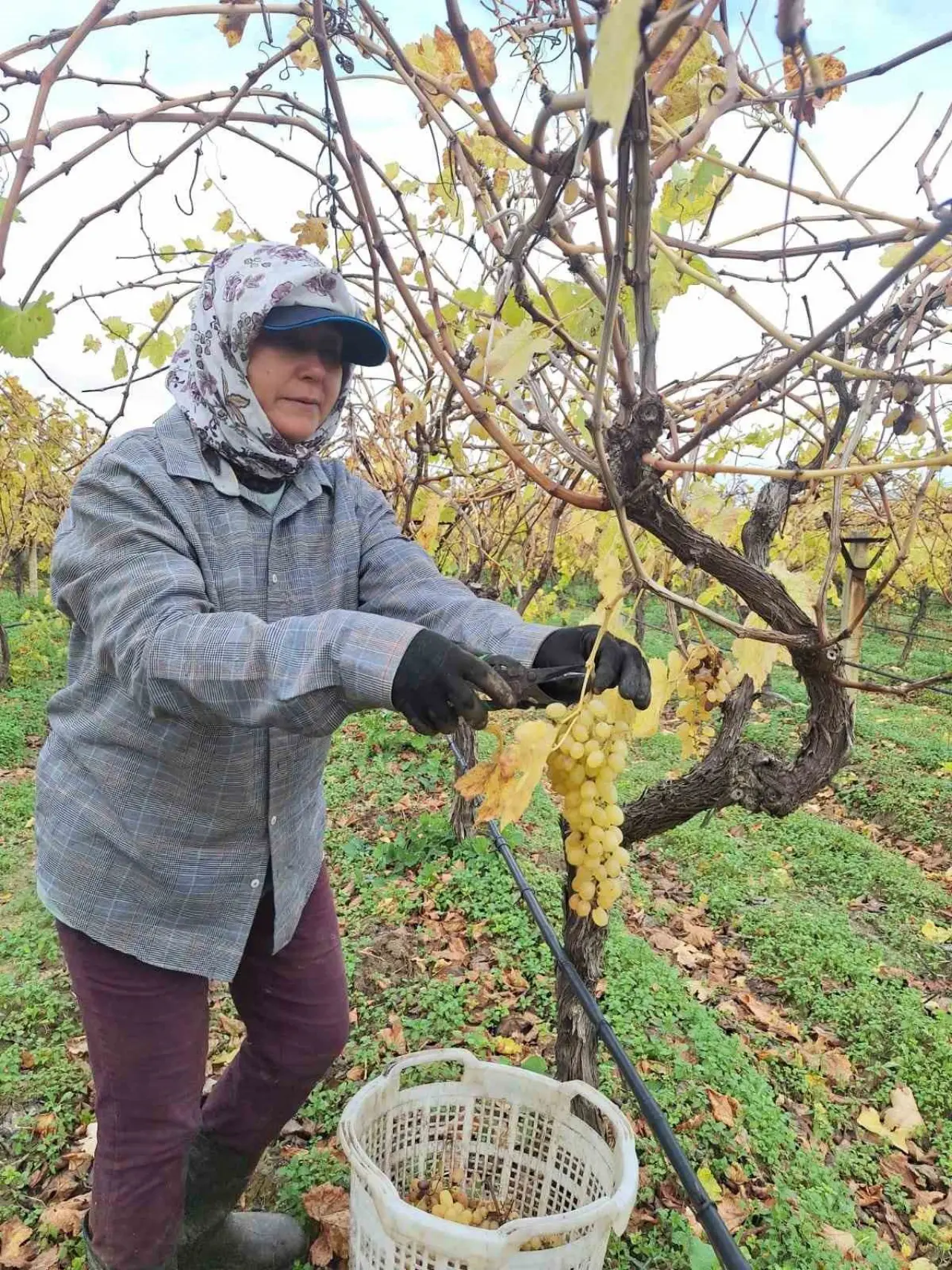 Bağda kalan üzümler ev ekonomisine can suyu oluyor 1