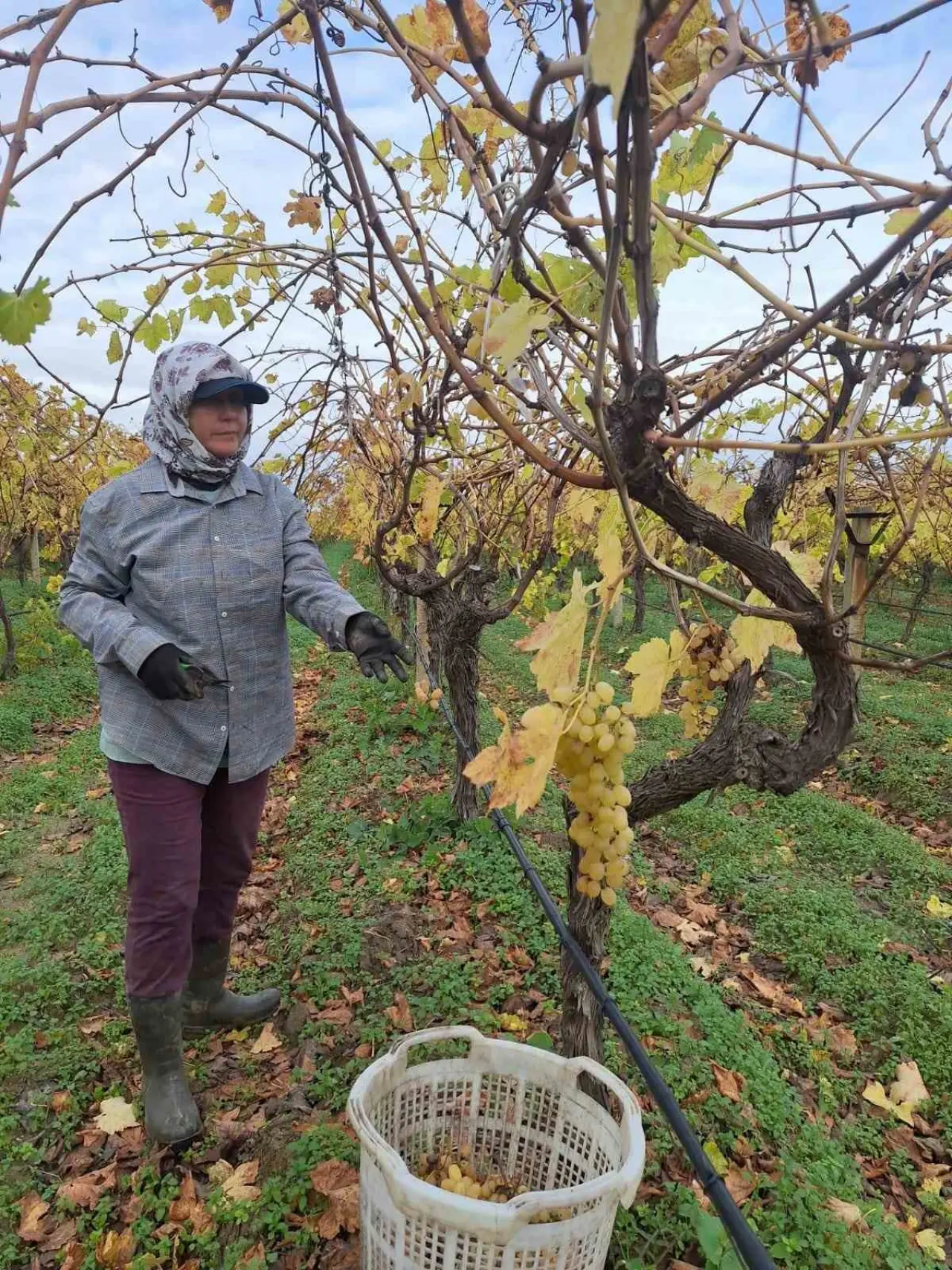 Bağda kalan üzümler ev ekonomisine can suyu oluyor 2