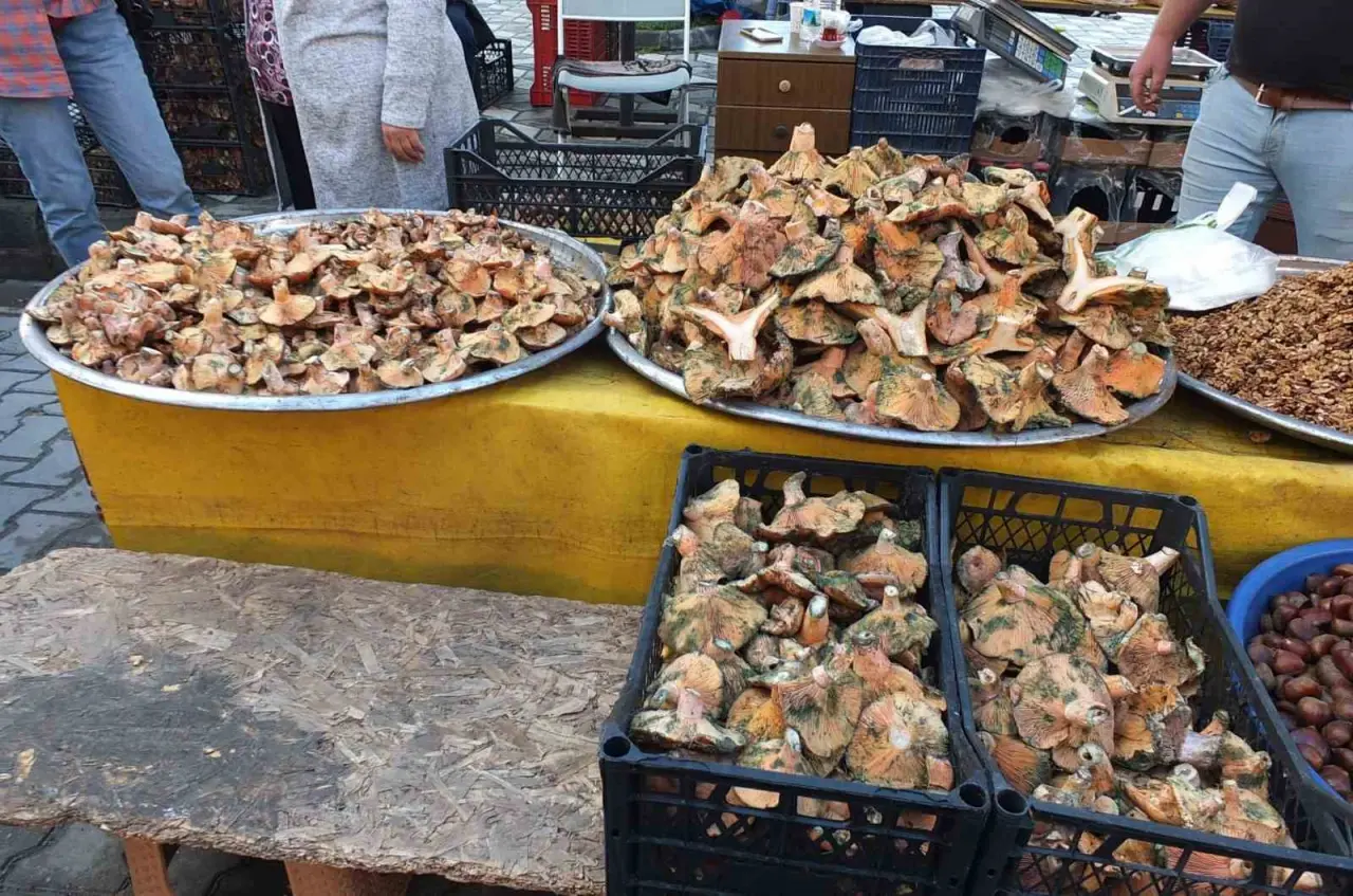 İki aylık yağmur mantar bereketi getirdi: Fiyatlar düştü, tezgâhlar doldu! 4