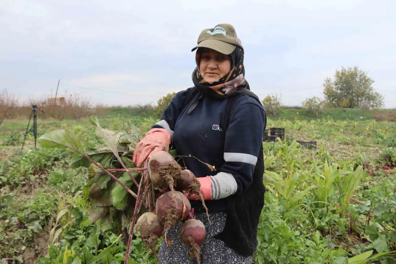 Menemen Ovası’nda kırmızı pancar bereketi, satışta makas! 1