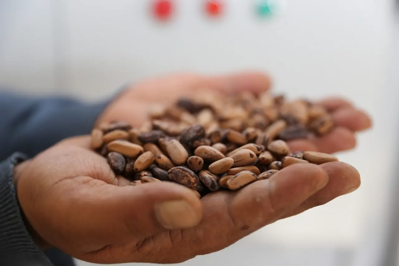 81 Yıllık fidanlık 2025’te sınırları zorladı: İşte rekorun ardındaki sır! 2