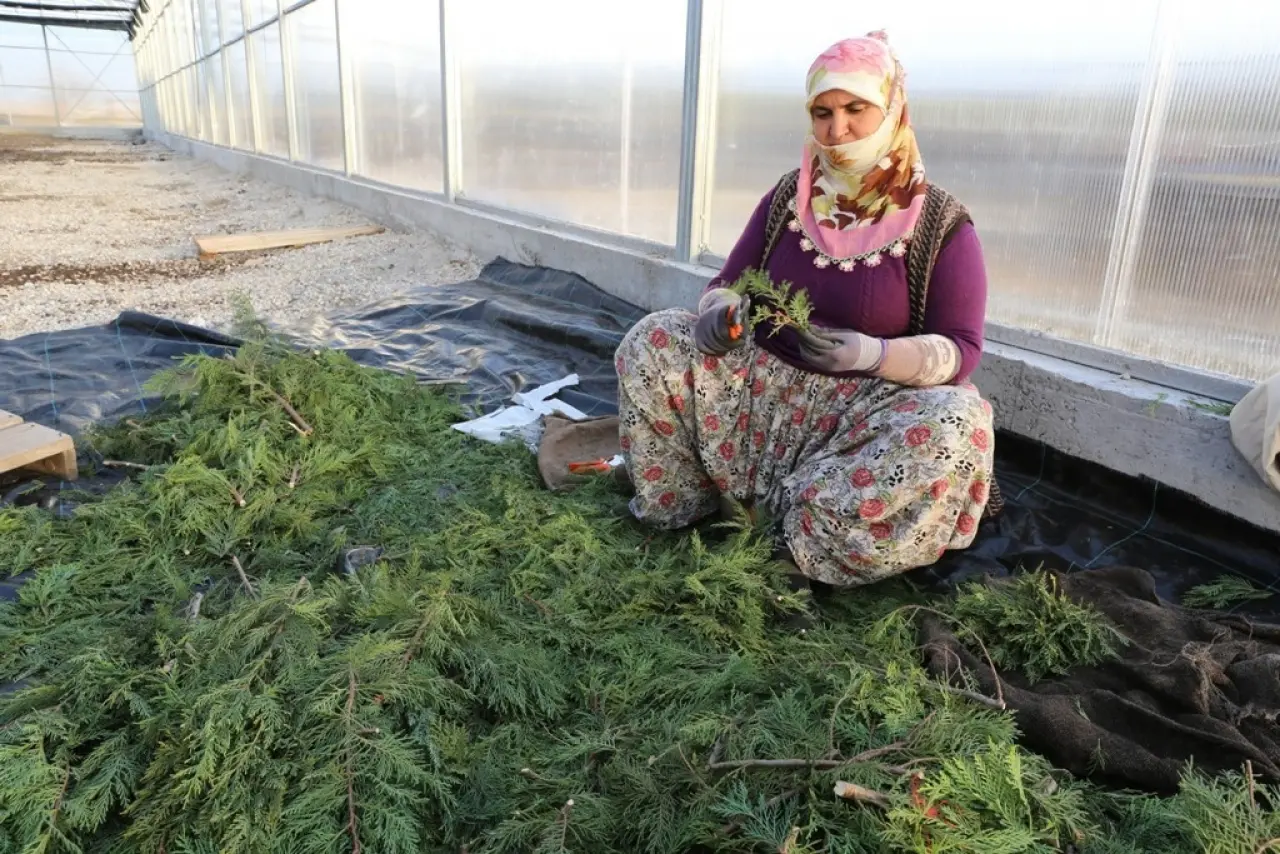 81 Yıllık fidanlık 2025’te sınırları zorladı: İşte rekorun ardındaki sır! 3