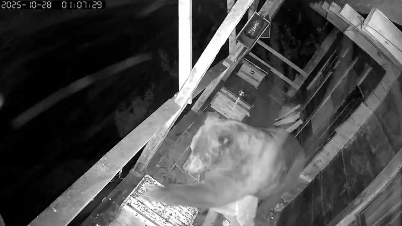 Trabzon’da balkona tırmanan ayının bal baskını kamerada! 4