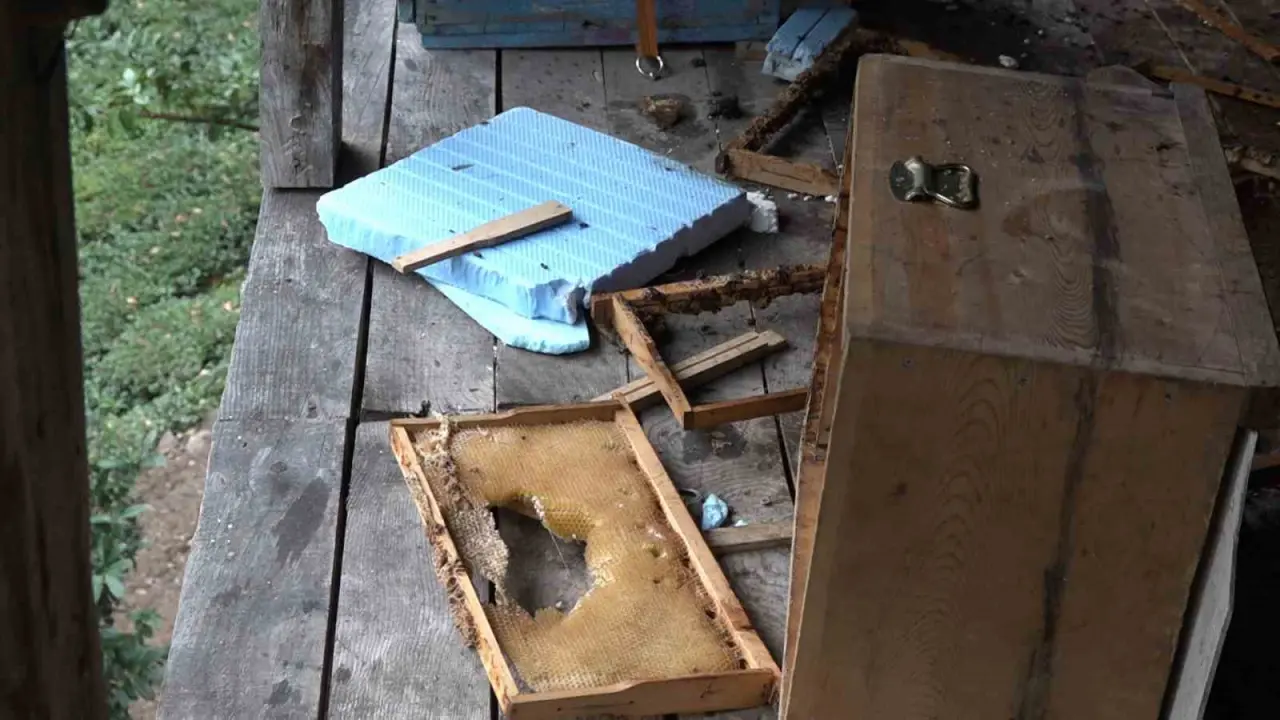 Trabzon’da balkona tırmanan ayının bal baskını kamerada! 3