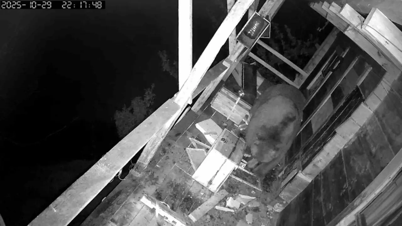 Trabzon’da balkona tırmanan ayının bal baskını kamerada! 1