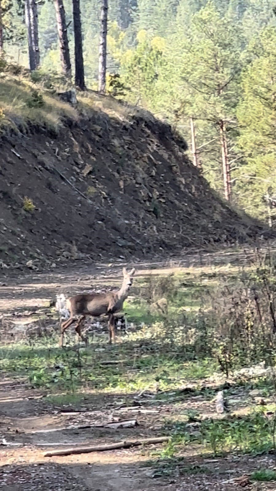 karabuk-ormanlarinda-erkek-geyik-ve-karaca-goruntulendi