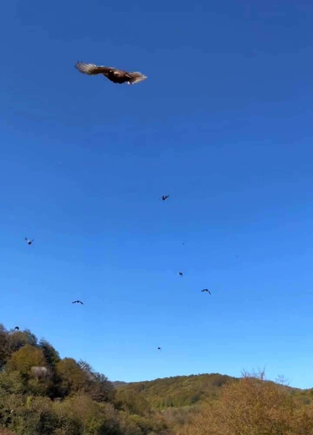 kokarca-istilasina-karsi-250-sulun-dogaya-salindi