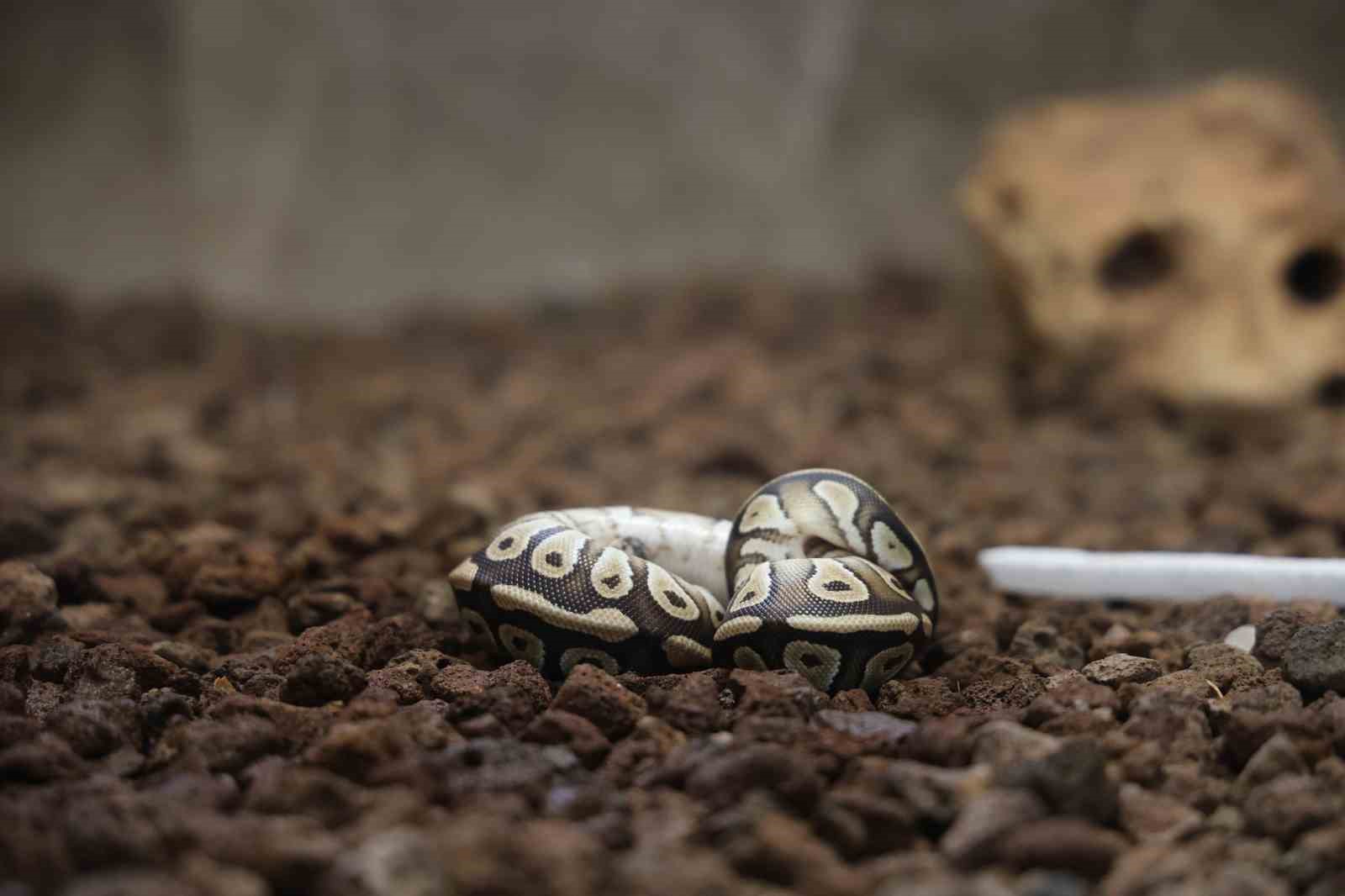 konyada-bir-sahsin-cebinden-cikan-yavru-piton-yilani-koruma-altina-alindi