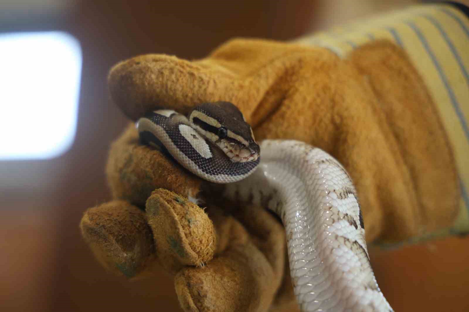 konyada-bir-sahsin-cebinden-cikan-yavru-piton-yilani-koruma-altina-alindi