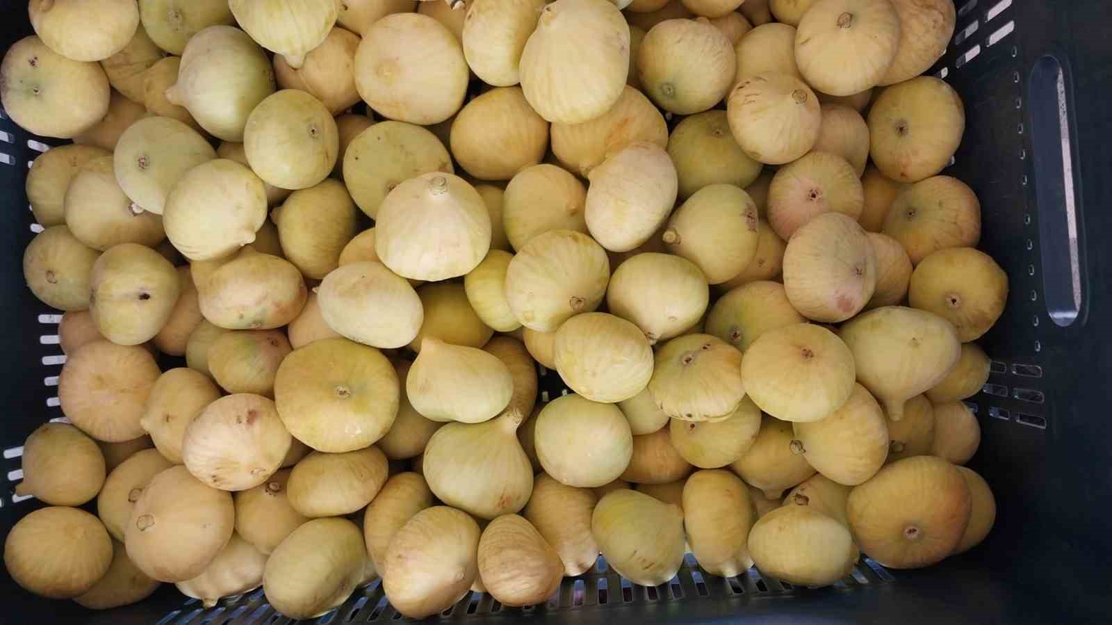 mersinde-incir-sezonu-sona-erdi-ureticisinin-yuzu-guldu