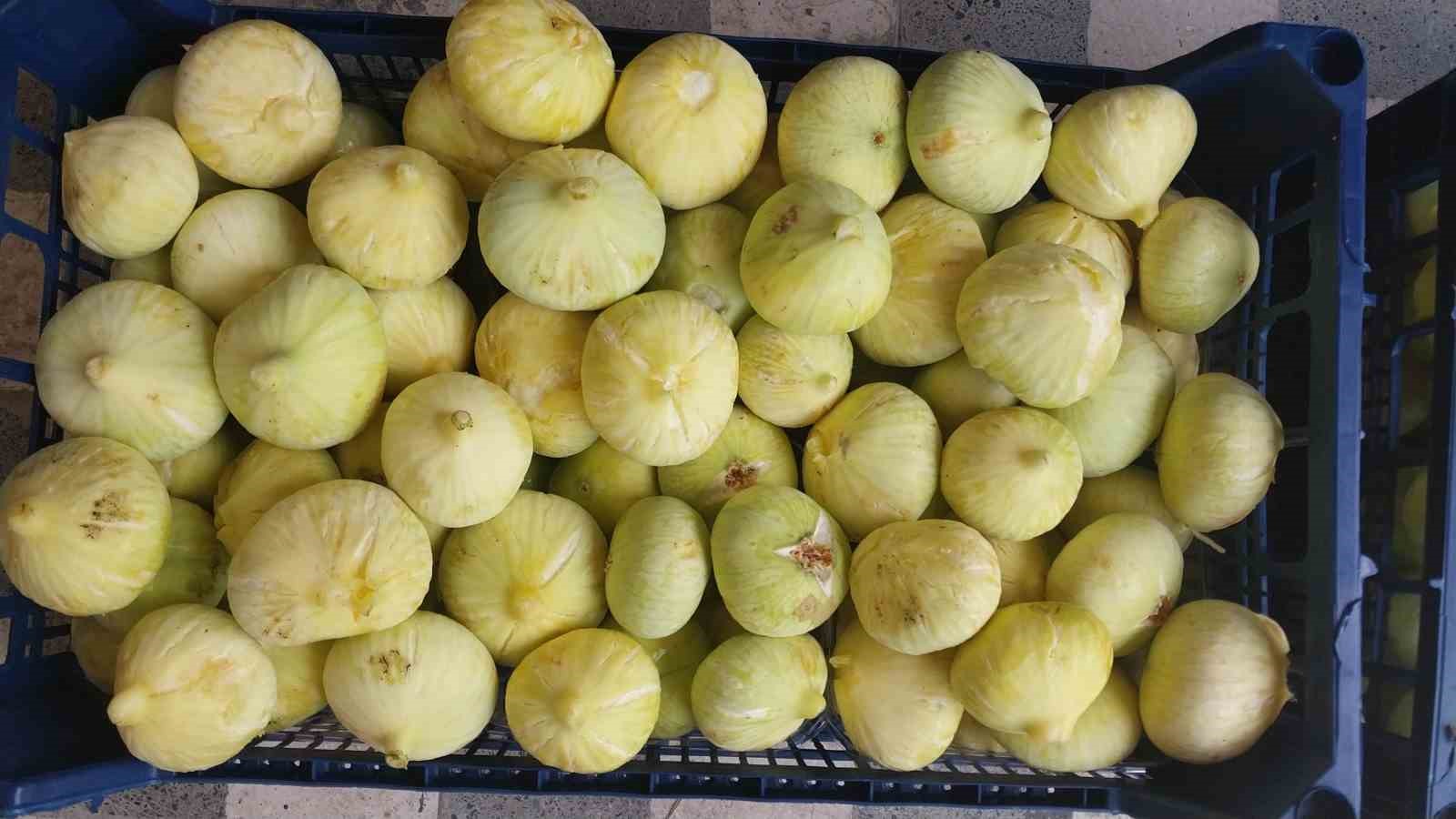 mersinde-incir-sezonu-sona-erdi-ureticisinin-yuzu-guldu