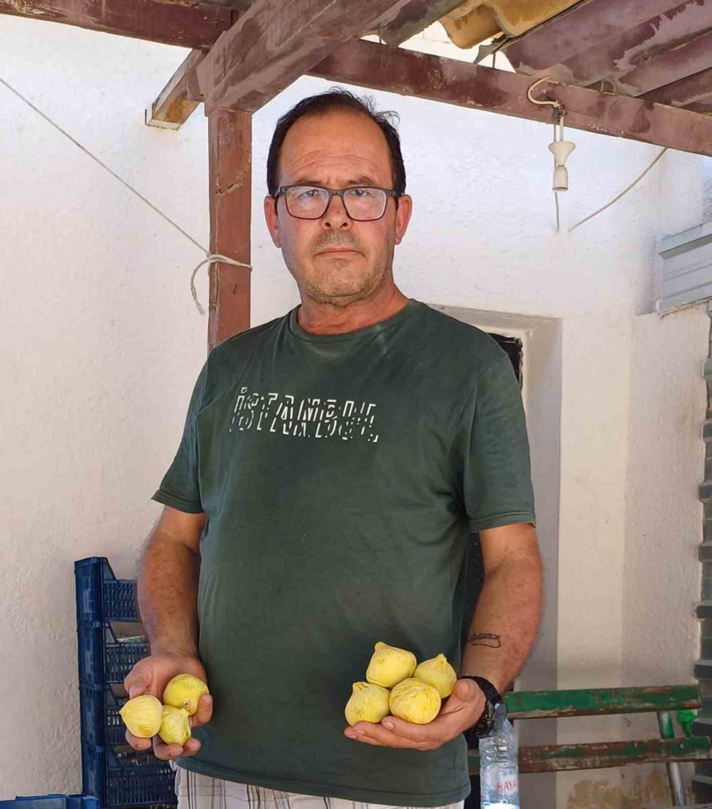 mersinde-incir-sezonu-sona-erdi-ureticisinin-yuzu-guldu