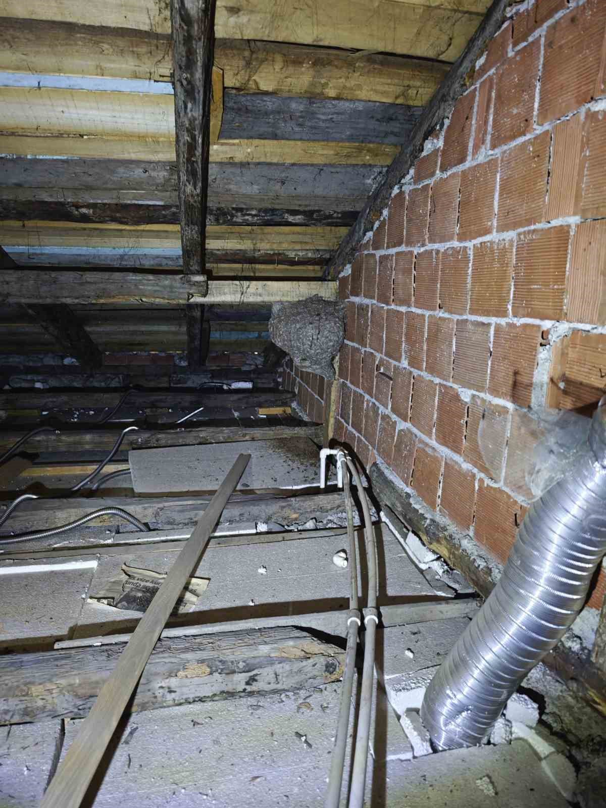 safranboluda-evin-catisinda-yaban-arisi-panigi