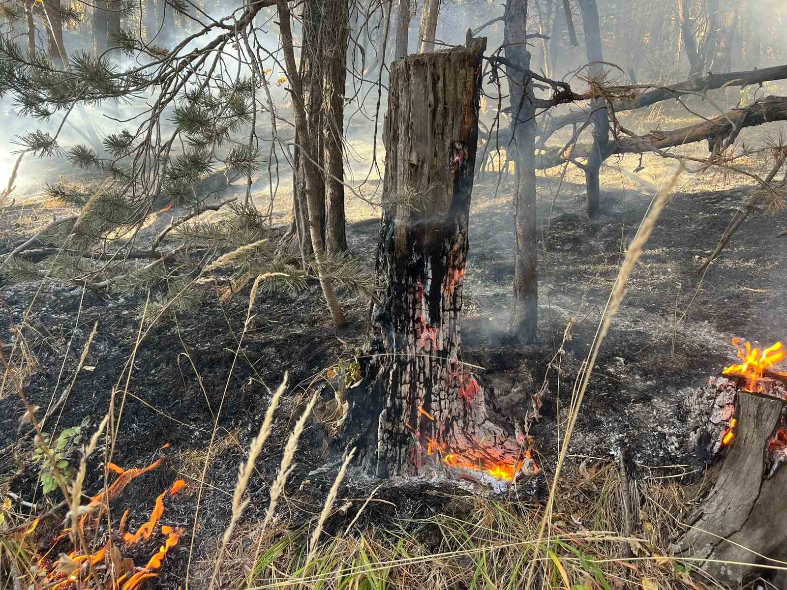 sarikamista-orman-yangini-2-hektar-alan-zarar-gordu