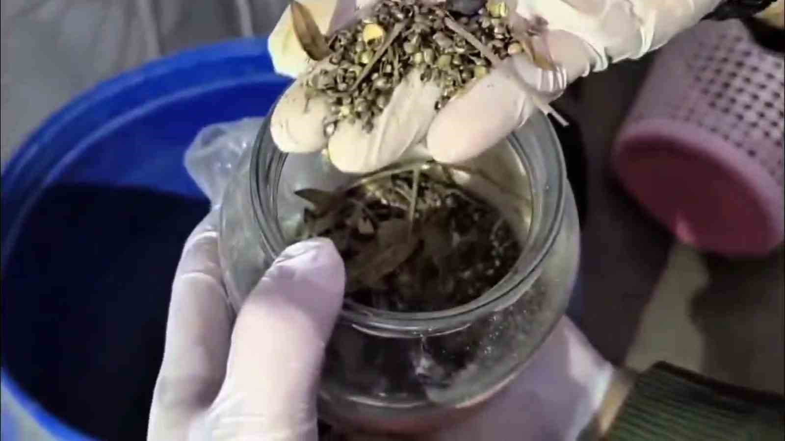 uyusturucu-tarlasinda-bin-876-kok-kenevir-ele-gecirildi-3-tutuklama