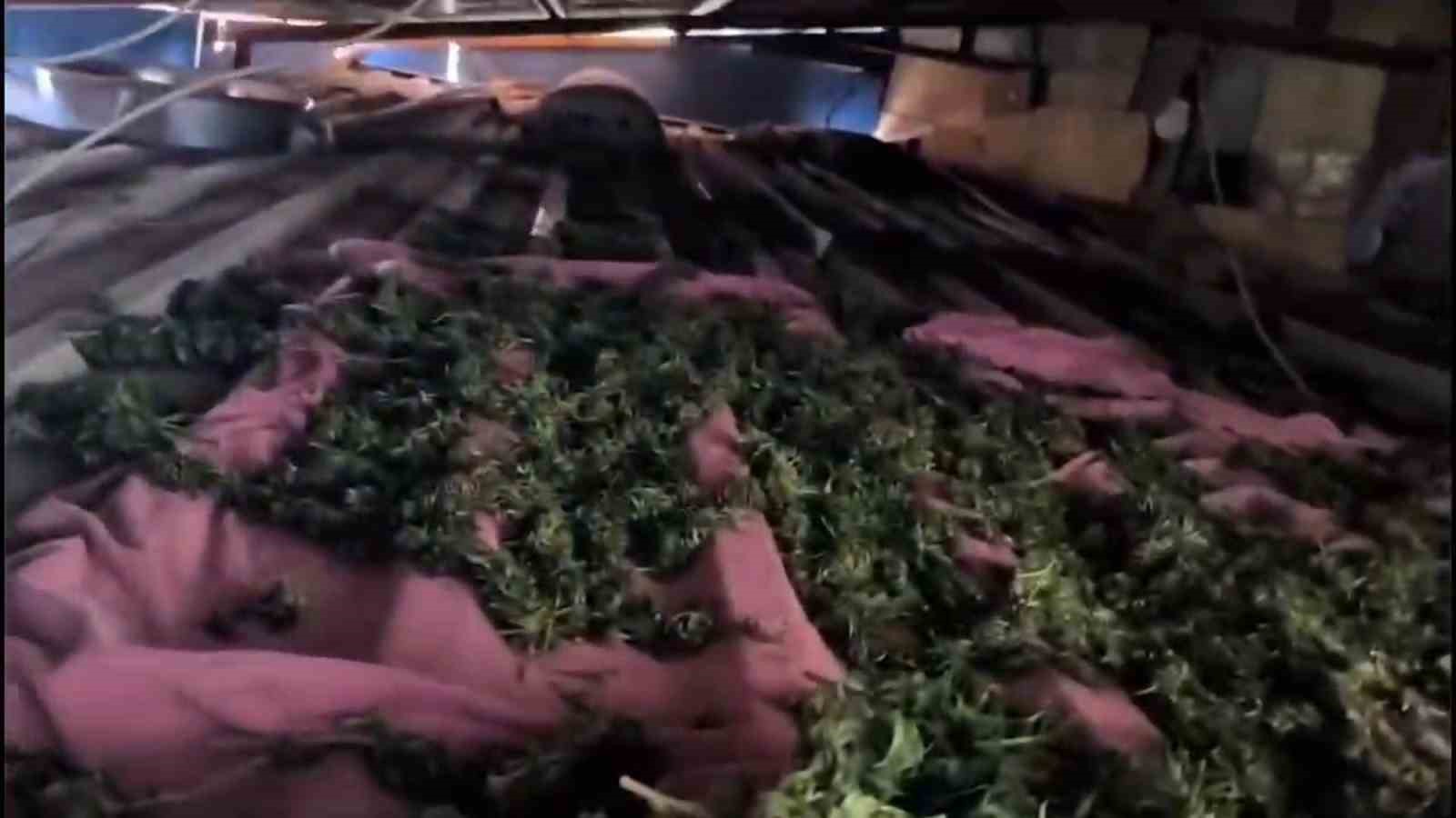 uyusturucu-tarlasinda-bin-876-kok-kenevir-ele-gecirildi-3-tutuklama