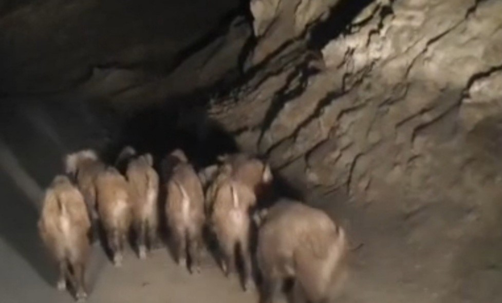 vanda-mahalleye-inen-domuz-surusu-goruntulendi