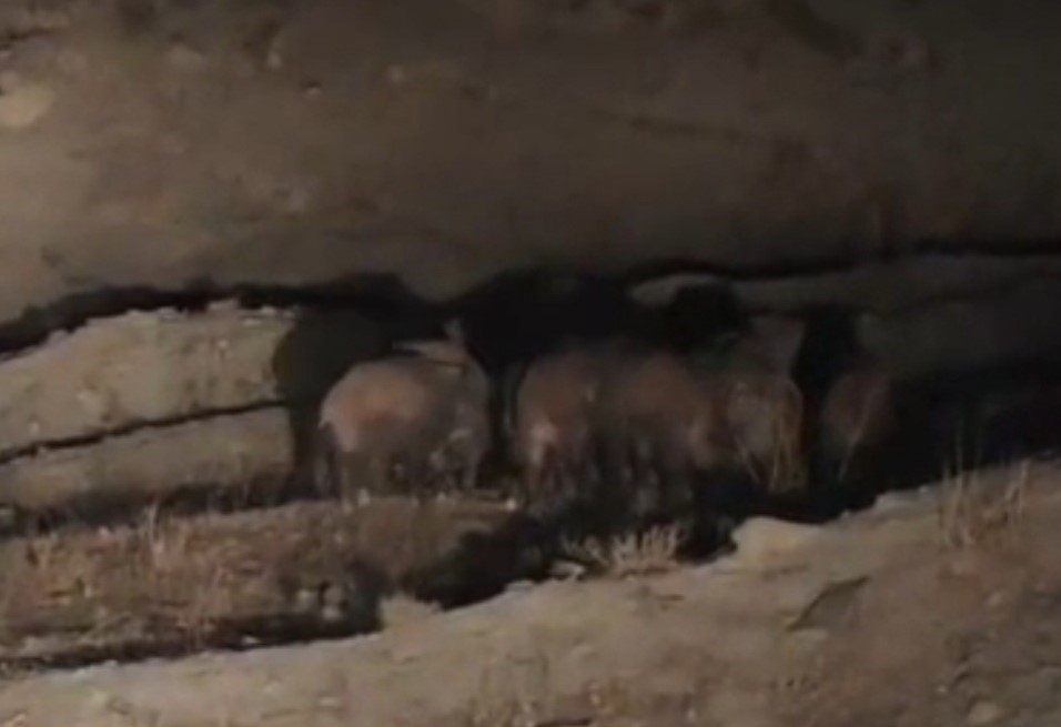 vanda-mahalleye-inen-domuz-surusu-goruntulendi