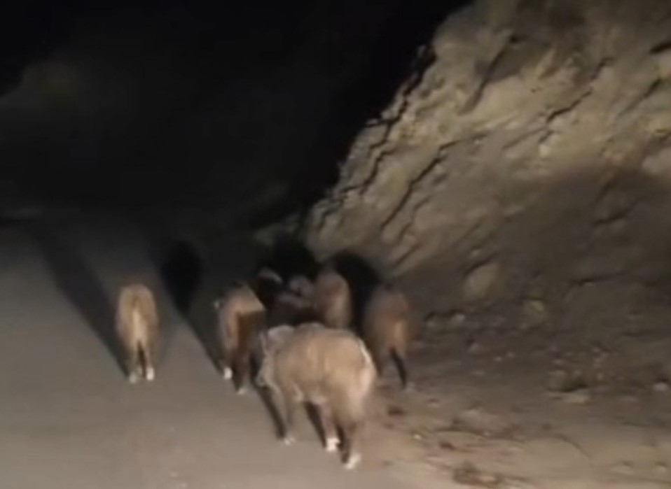 vanda-mahalleye-inen-domuz-surusu-goruntulendi