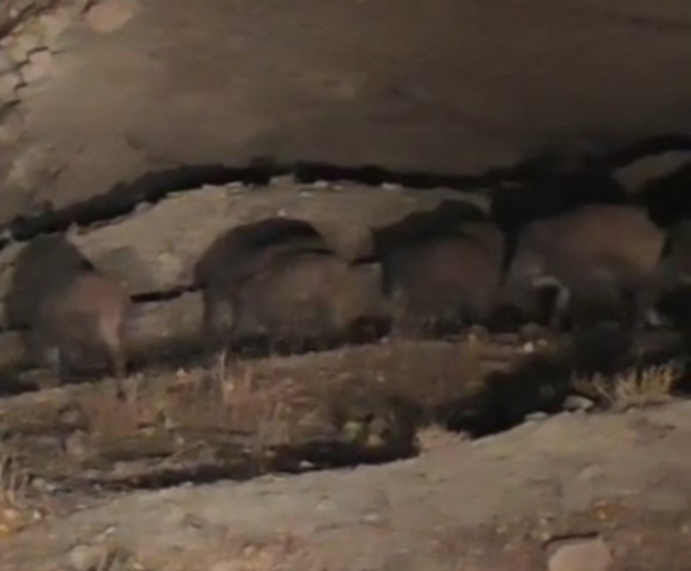 vanda-mahalleye-inen-domuz-surusu-goruntulendi