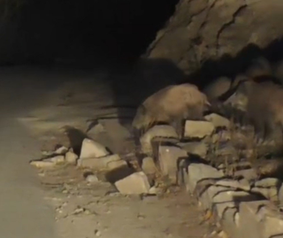 vanda-mahalleye-inen-domuz-surusu-goruntulendi