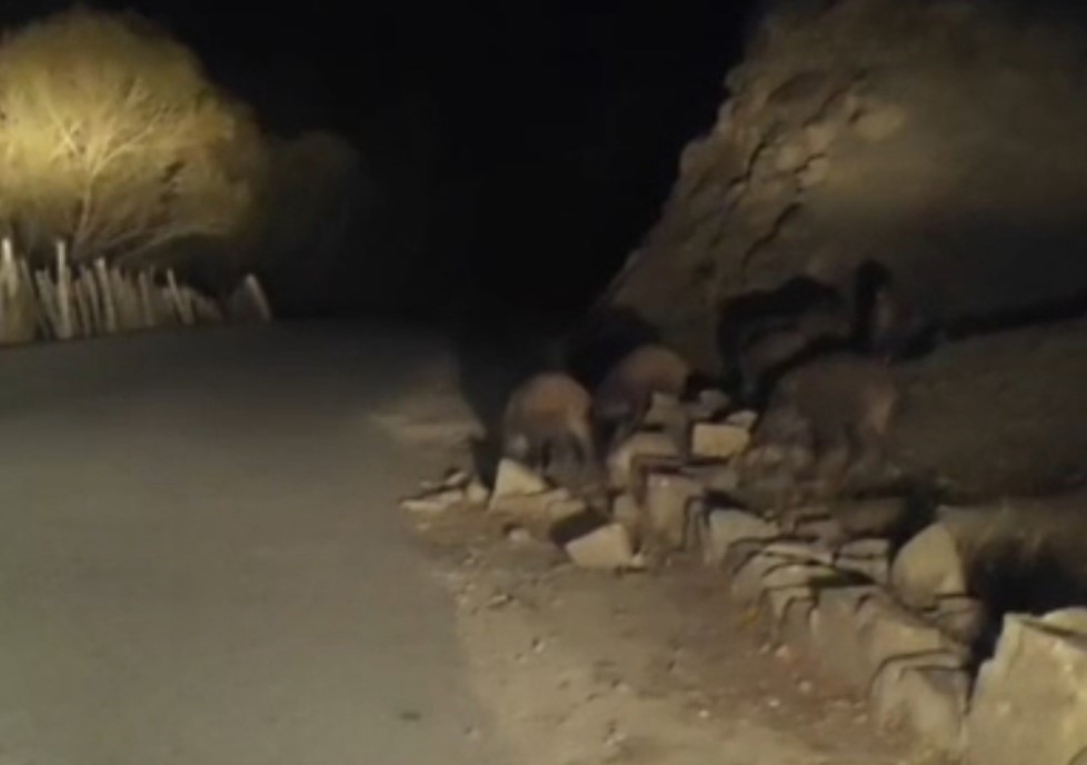 vanda-mahalleye-inen-domuz-surusu-goruntulendi