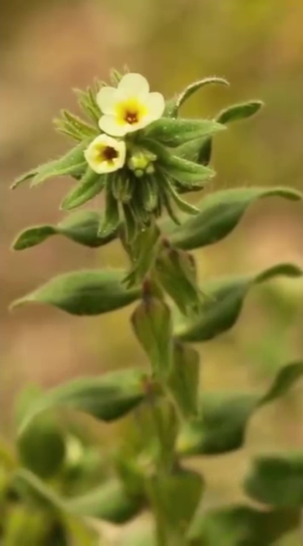 yok-olma-tehlikesi-bulunan-bag-havacivasi-bitkisi-baraj-sulari-altinda-kalmaktan-kurtarildi
