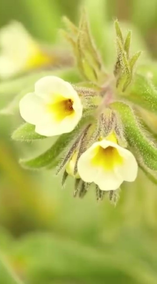 yok-olma-tehlikesi-bulunan-bag-havacivasi-bitkisi-baraj-sulari-altinda-kalmaktan-kurtarildi