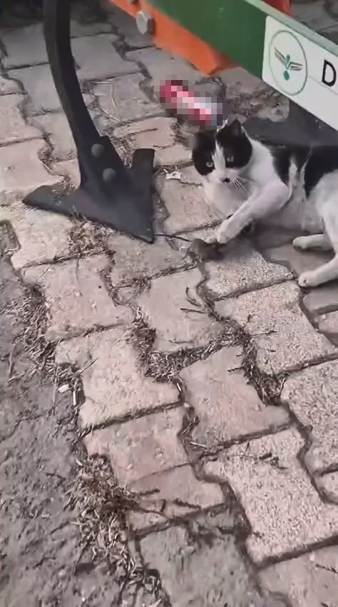 elazigda-yakaladigi-fareyle-oynayan-kedi-kamerada