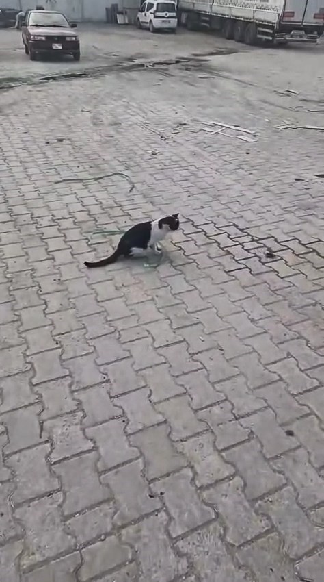 elazigda-yakaladigi-fareyle-oynayan-kedi-kamerada