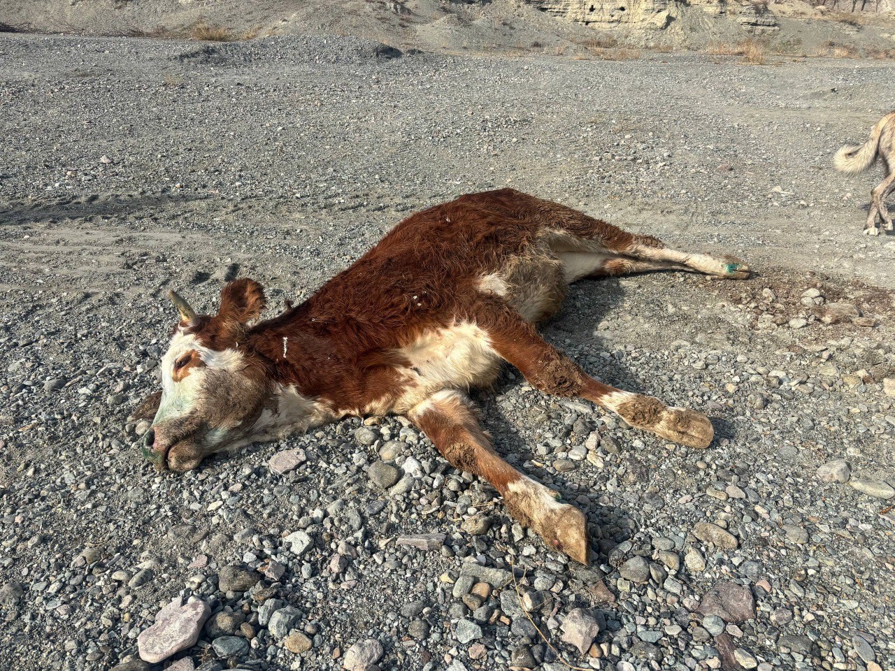 erzincanda-tehlikeli-sorumsuzluk-sapli-hayvanlar-meraya-atildi