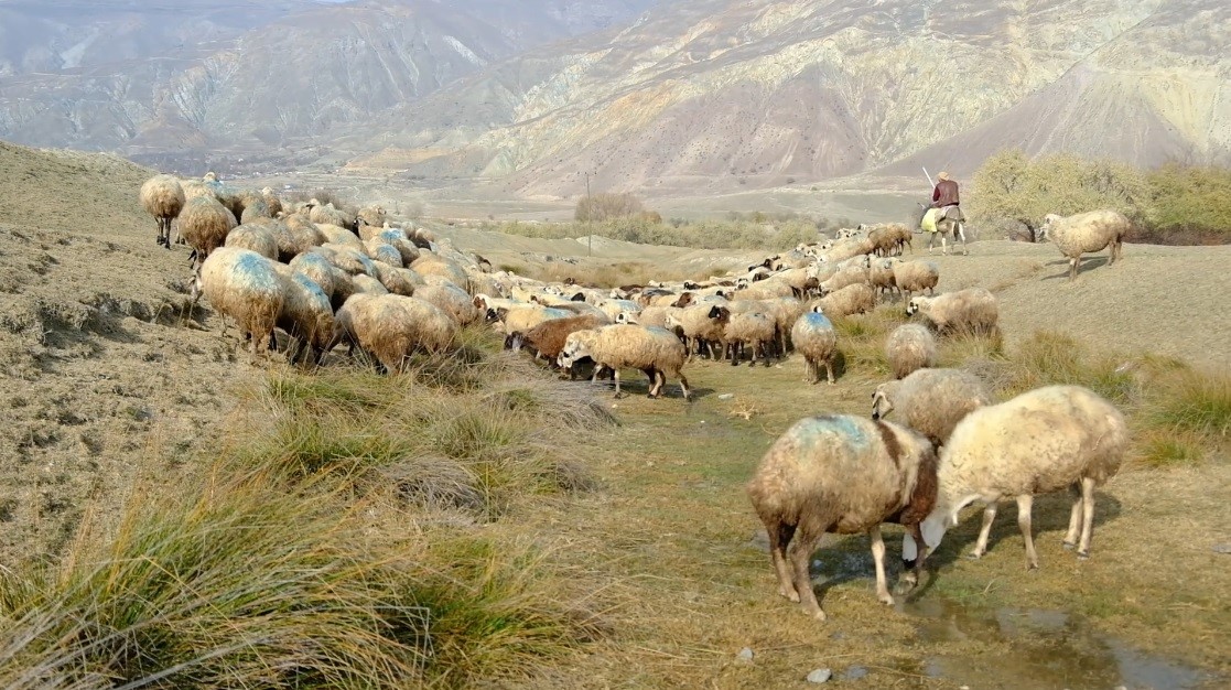 erzincanda-tehlikeli-sorumsuzluk-sapli-hayvanlar-meraya-atildi