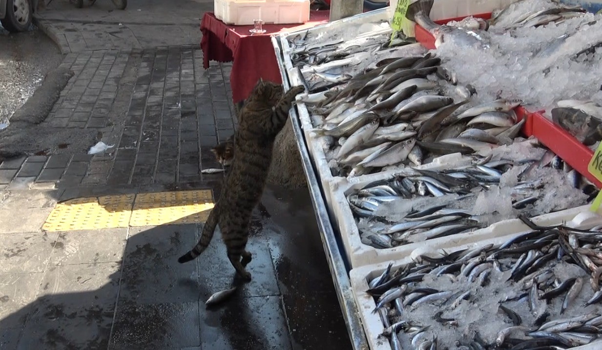 karadenizdeki-bolluk-balik-fiyatlarini-dusurdu-kiliste-hamsi-100-liraya-indi