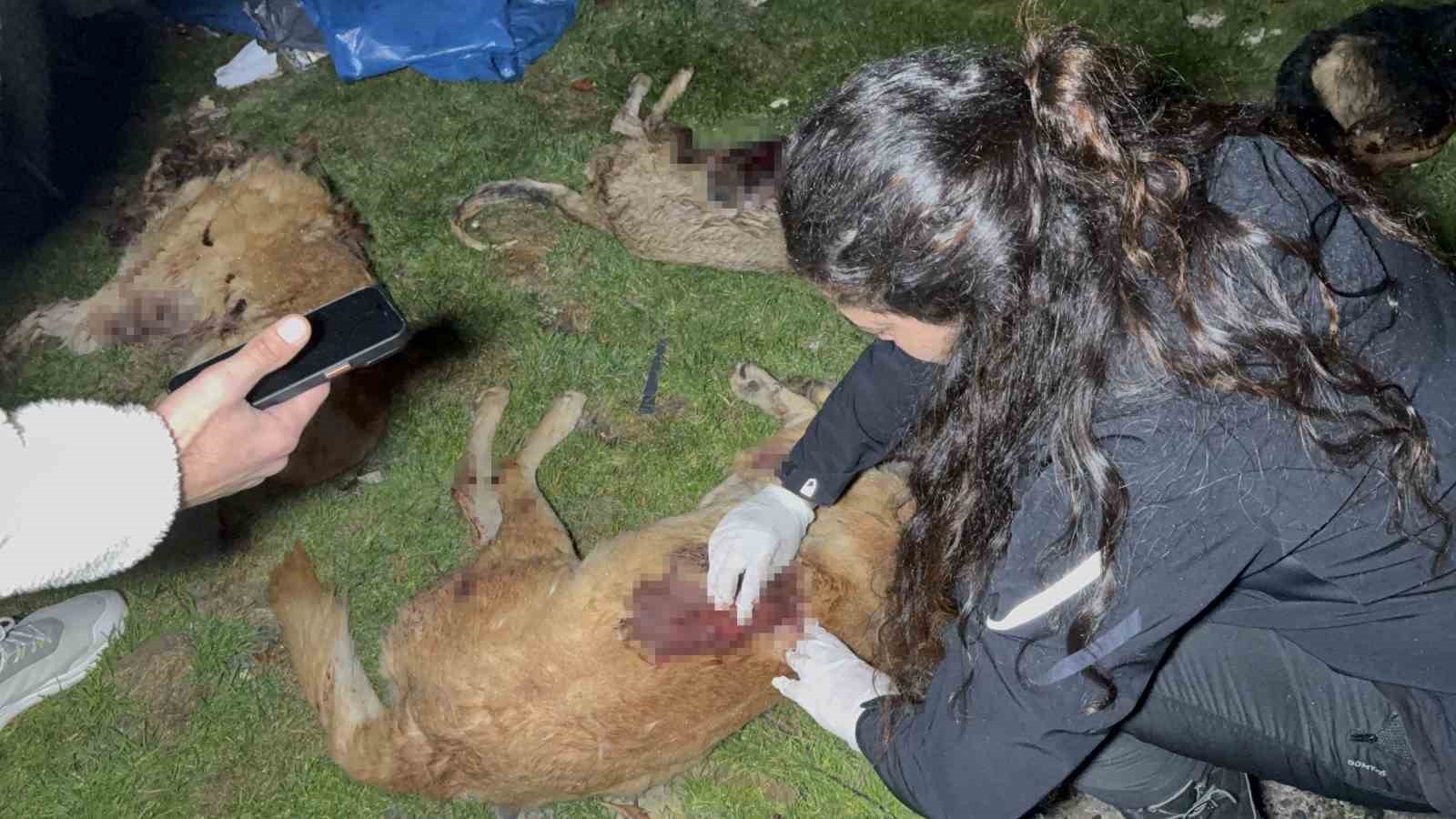 samsunda-cop-konteynerinde-9-telef-olmus-kopek-bulundu