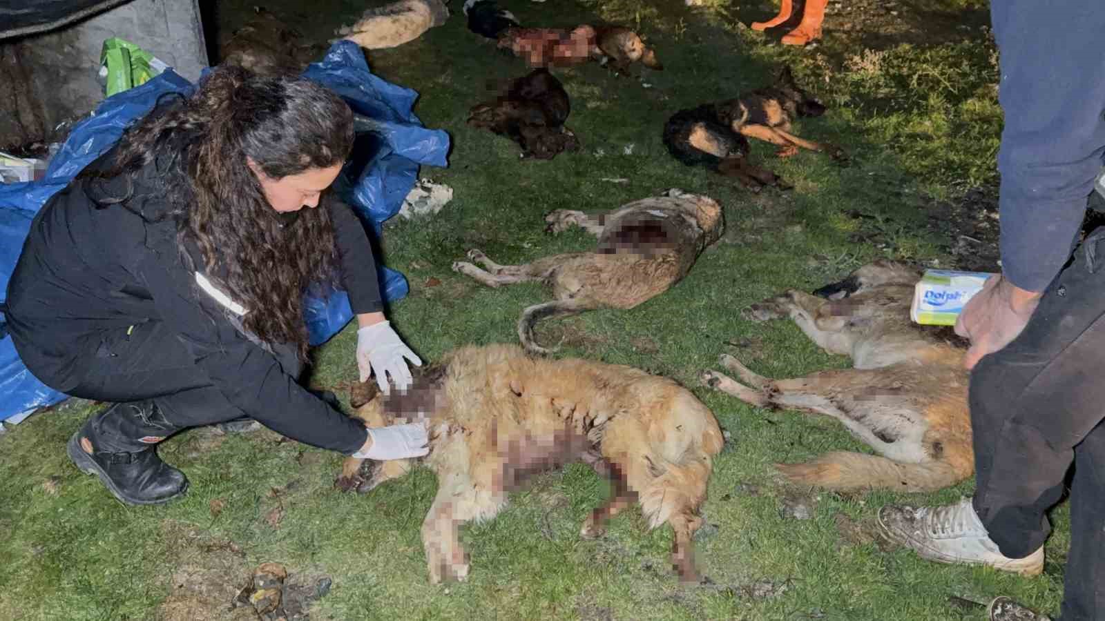 samsunda-cop-konteynerinde-9-telef-olmus-kopek-bulundu