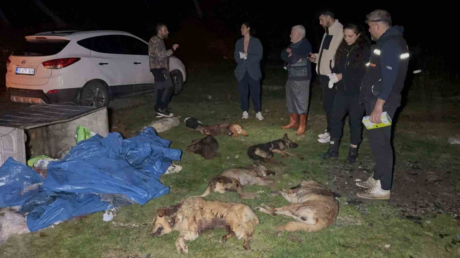 samsunda-cop-konteynerinde-9-telef-olmus-kopek-bulundu