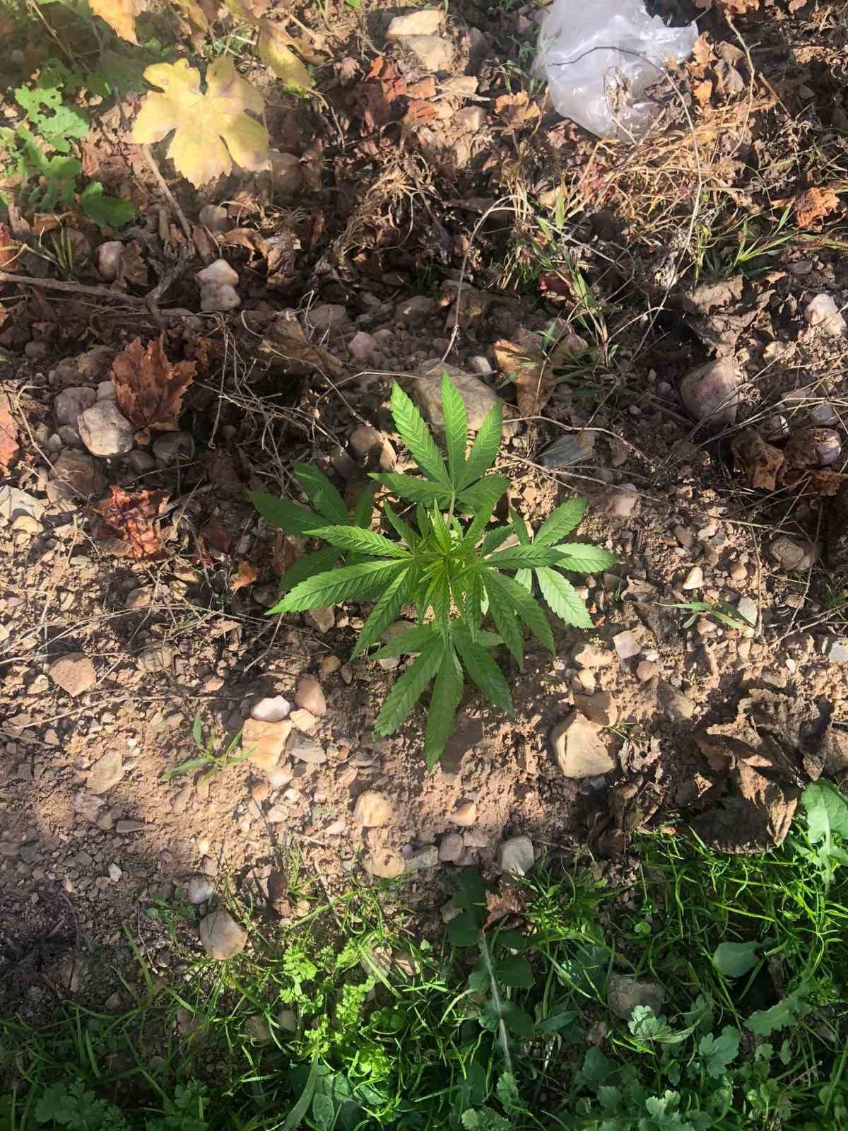 uzum-baginda-kenevir-ele-gecirildi