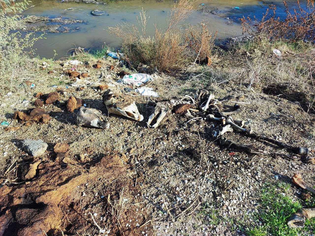 adanada-dere-yatagina-yine-at-ve-esek-kalintilari-atildi-mahalle-sakinleri-tepki-gosterdi