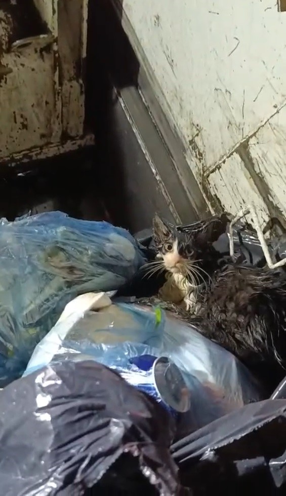 kediyi-posete-koyup-cope-attilar