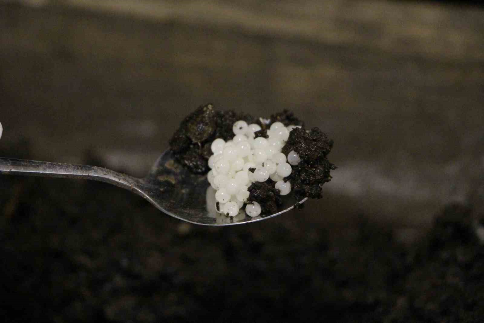 trabzondan-dunyaya-googlis