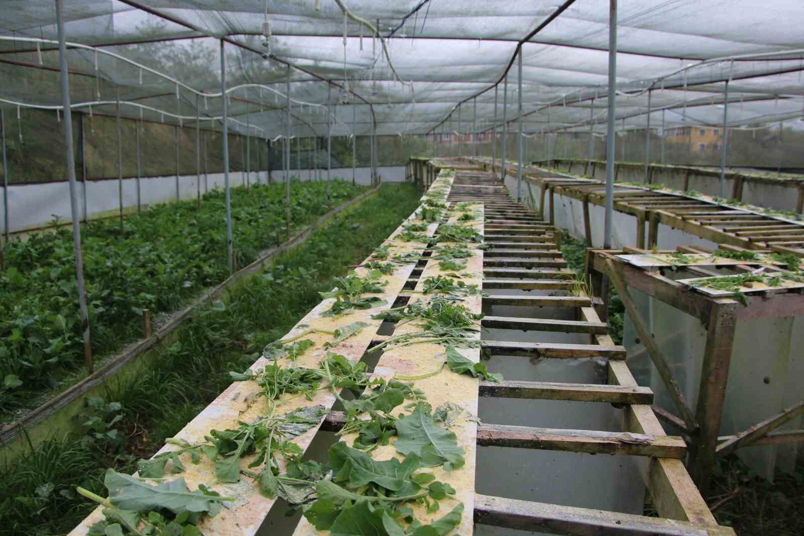 trabzondan-dunyaya-googlis