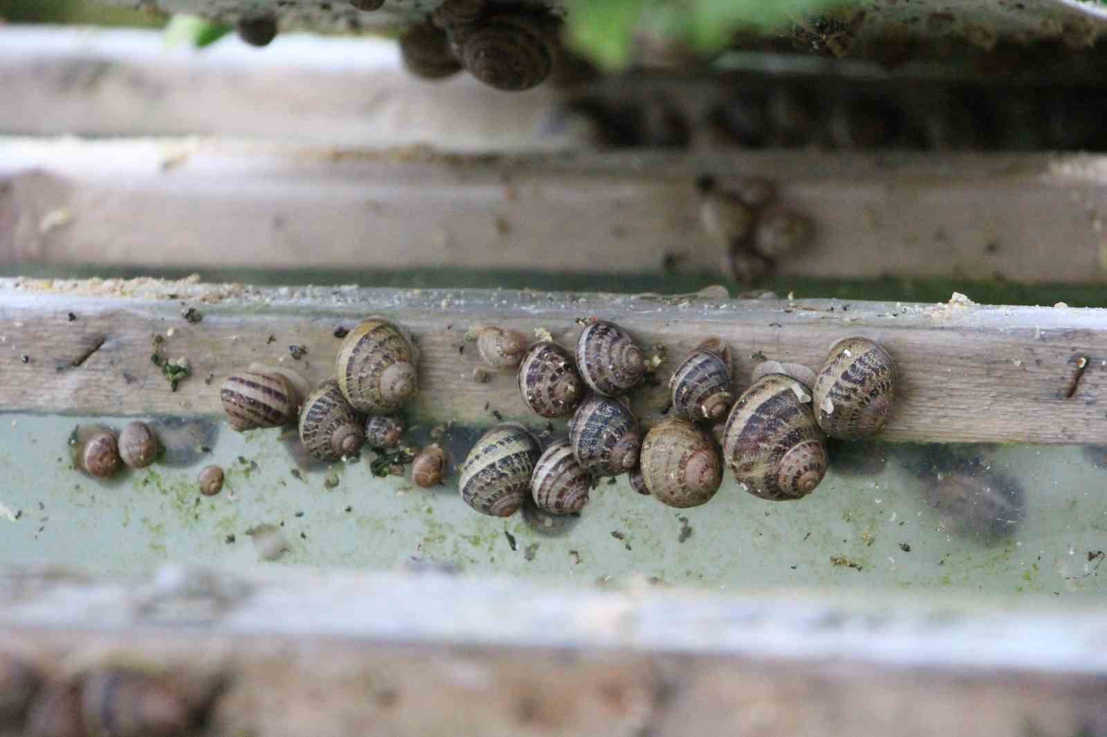 trabzondan-dunyaya-googlis