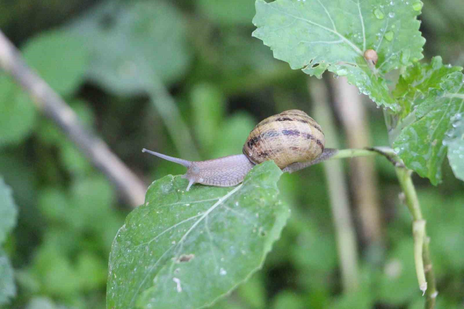 trabzondan-dunyaya-googlis