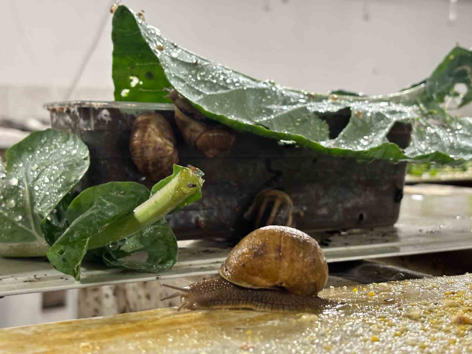 trabzondan-dunyaya-googlis