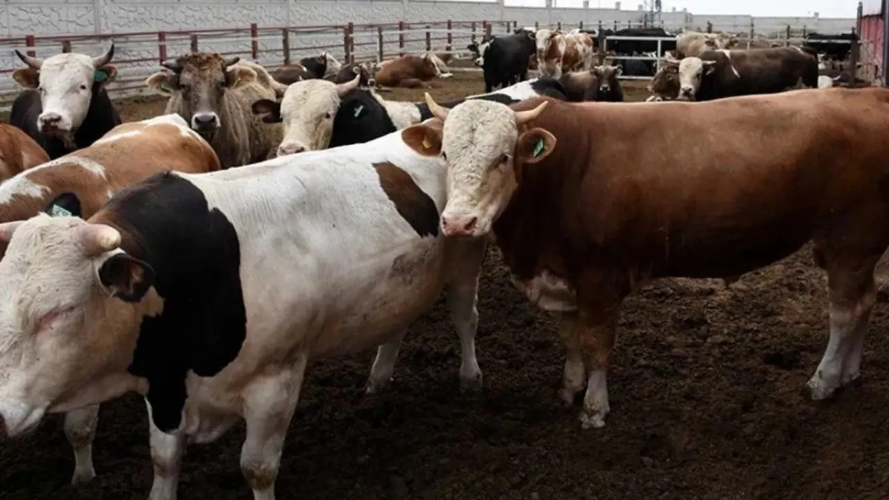 Etin hası bu ırkta: Et verimi en yüksek kurban ırkı belli oldu