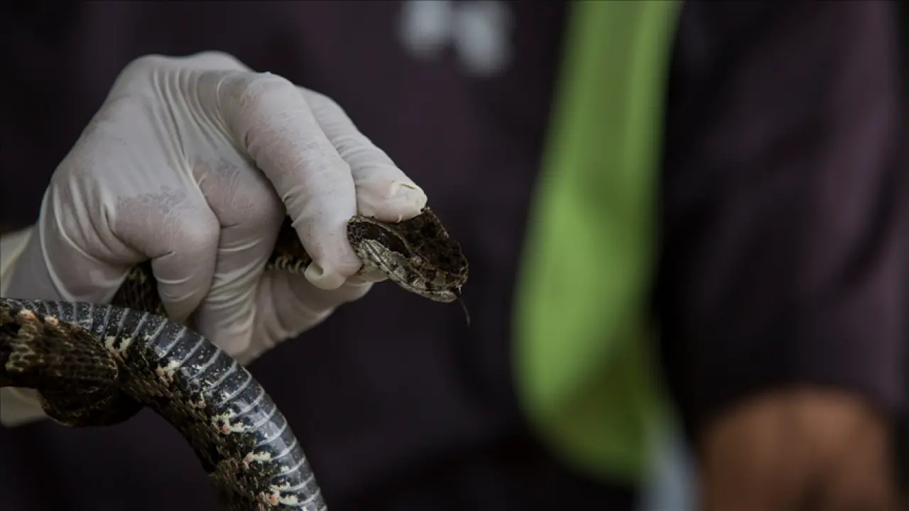Yılan sokmasına karşı "bilinçli ve sakin davranma" uyarısı