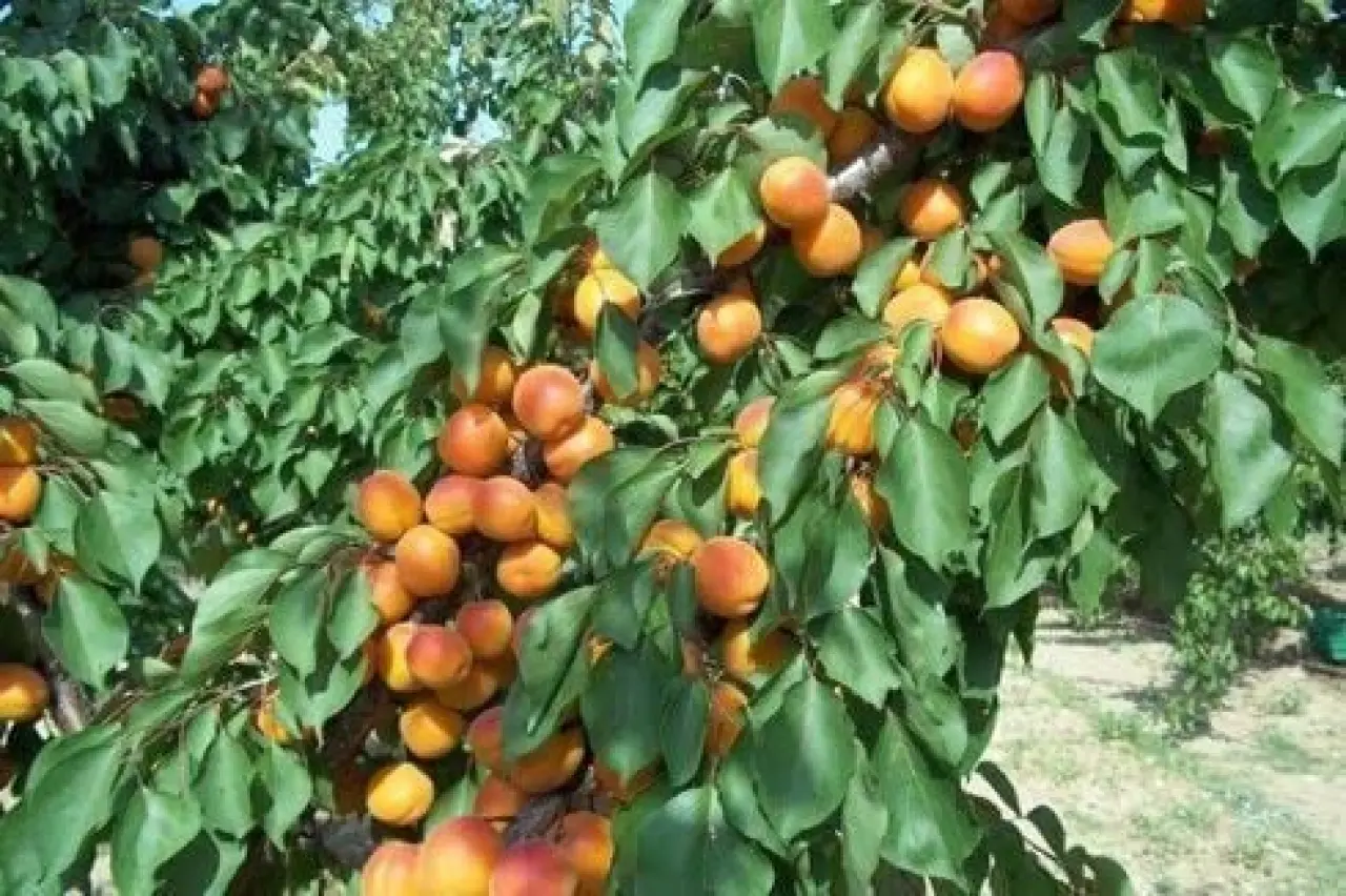 Aşılı Saksılı 4 Yaş Hacıhaliloğlu Kayısı Ağacı