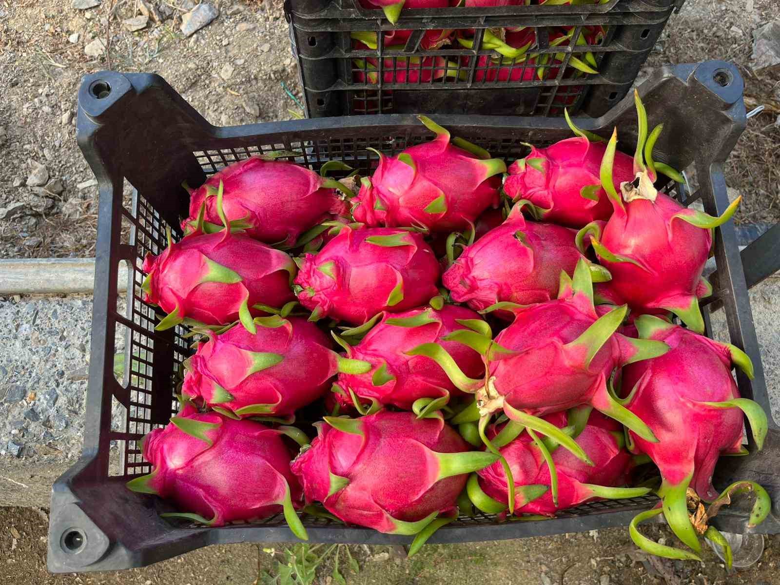 alanyada-seralarda-ejder-meyvesi-hasadi-basladi