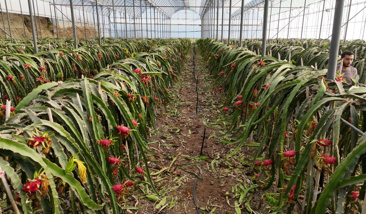 alanyada-seralarda-ejder-meyvesi-hasadi-basladi