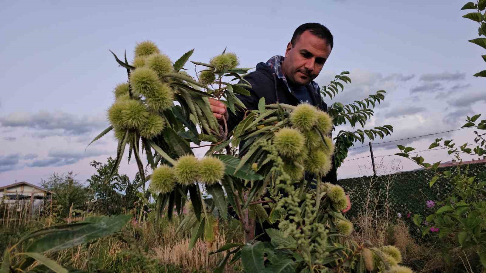 dogunun-sogugunda-sicak-iklim-meyveleri-yetistirdi